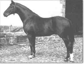 Komet