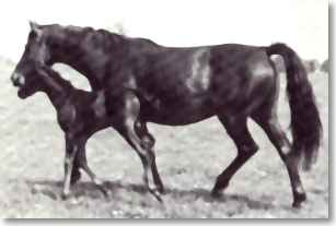 TOTILAS